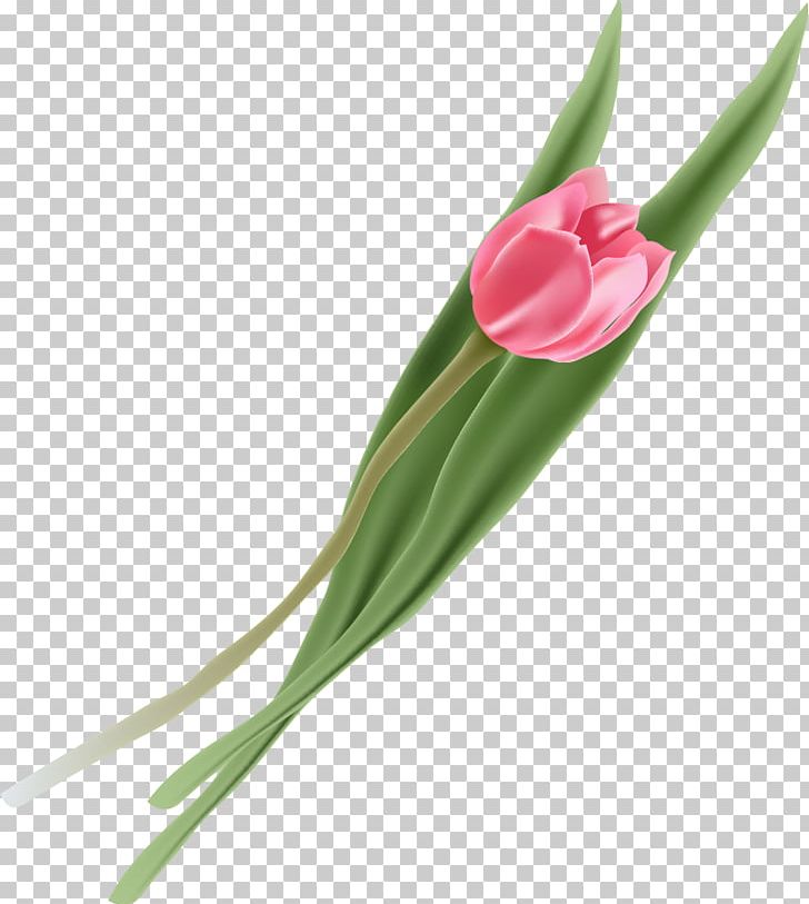 Tulip Flower PNG, Clipart, Download, Encapsulated Postscript, Euclidean Vector, Flower, Flowering Plant Free PNG Download