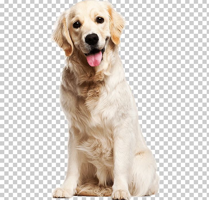 Labrador Retriever Golden Retriever Puppy Goldendoodle PNG, Clipart, Animals, Boo, Carnivoran, Cat, Companion Dog Free PNG Download