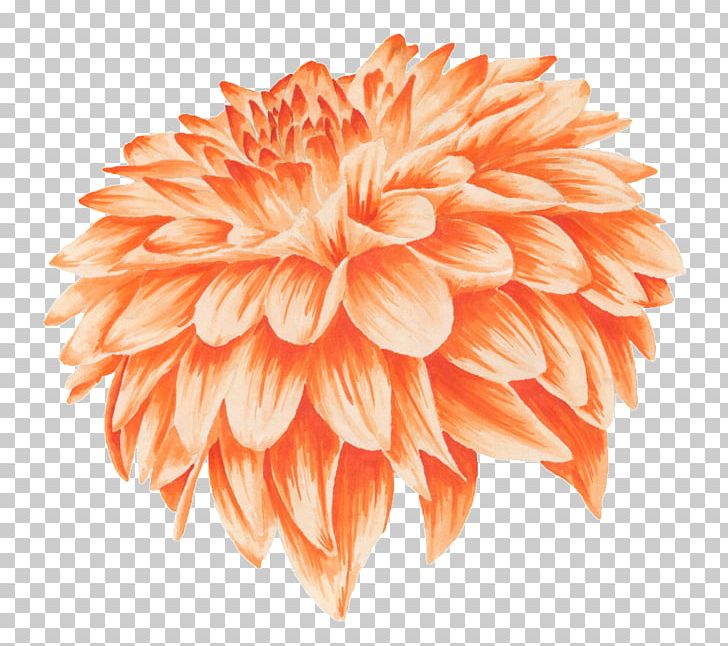 Orange Flower Petal PNG, Clipart, Blue, Calendula Officinalis, Chrysanthemum, Dahlia, Daisy Family Free PNG Download