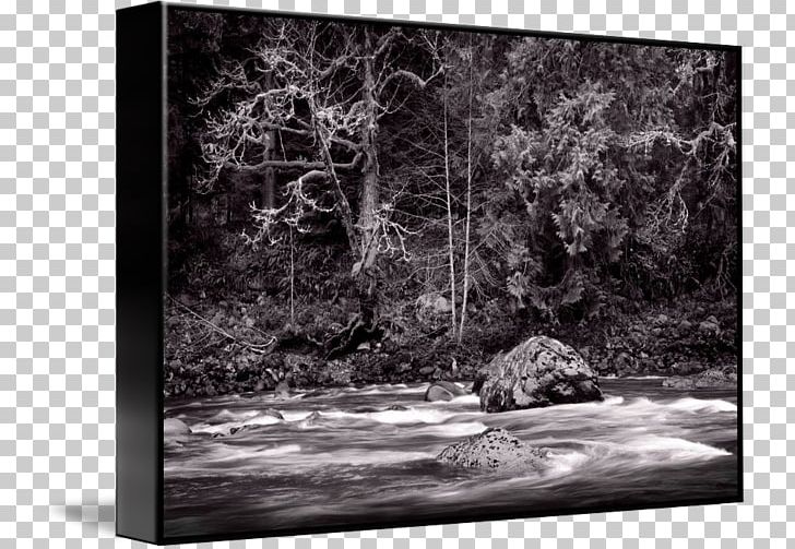 Photography Bayou Frames Nature PNG, Clipart, Bayou, Black And White, Forest, Landscape, M083vt Free PNG Download