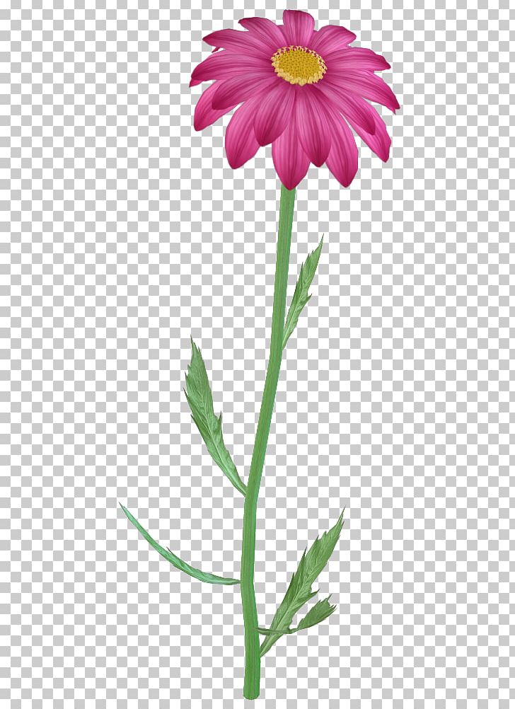 Pink Flowers PNG, Clipart, Alpha Compositing, Annual Plant, Aster, Chrysanths, Cut Flowers Free PNG Download