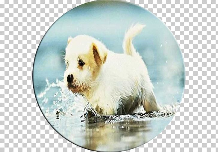 Puppy Maltese Dog West Highland White Terrier Norfolk Terrier Beagle PNG, Clipart, Animals, Carnivoran, Companion Dog, Dog Breed, Dog Breed Group Free PNG Download