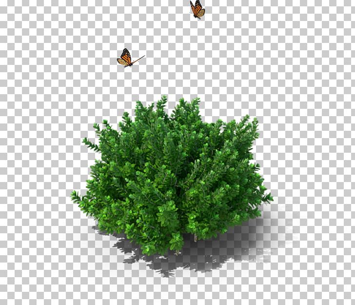 Shrub Box Tree PNG, Clipart, 3d Computer Graphics, Box, Box Tree, Conifer, Cypress Family Free PNG Download