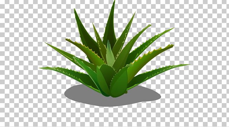 Aloe Vera Forever Living Products Agave PNG, Clipart, Aloe, Aloe Plant, Aloe Vera, Aloe Vera Crush, Aloe Vera Gel Free PNG Download