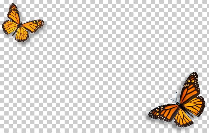 Monarch Butterfly Pieridae Natural Environment Brush-footed Butterflies PNG, Clipart, Arthropod, Belief, Brush Footed Butterfly, Butterfly, Chemistry Free PNG Download