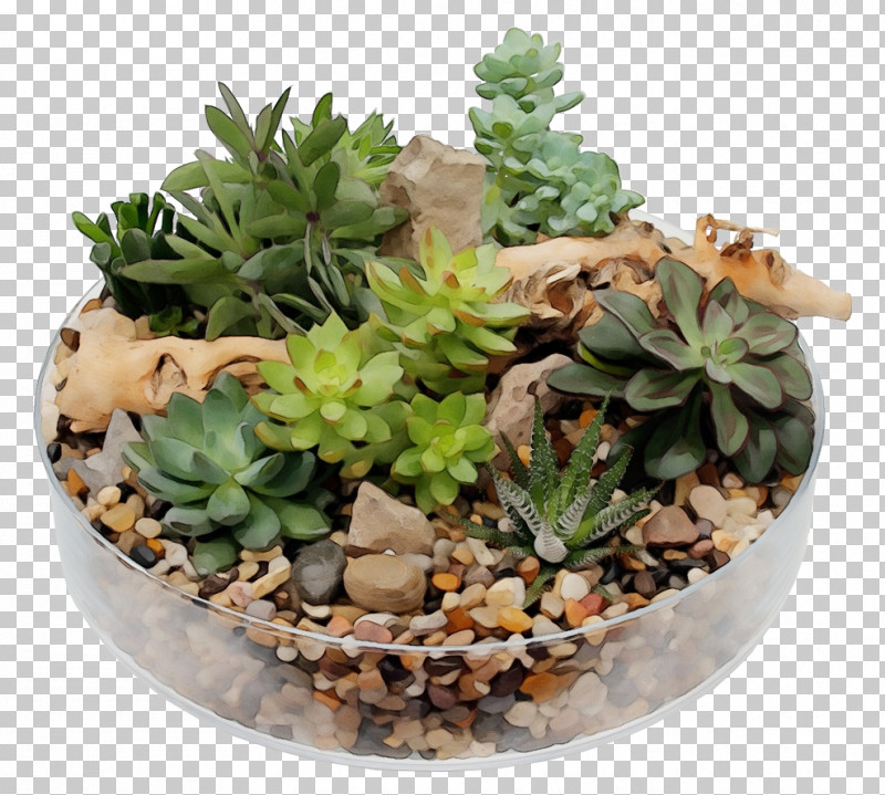 Cactus PNG, Clipart, Acanthocereus, Aloinopsis, Cactus, Echeveria, Flowerpot Free PNG Download