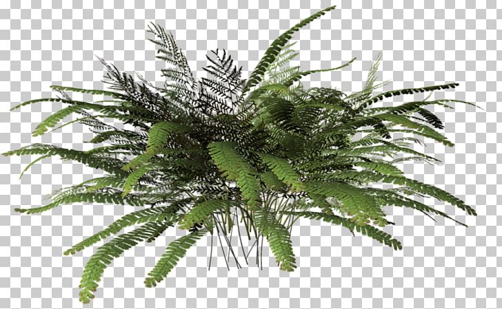 3D Computer Graphics Fern Plant PNG, Clipart, 3d Computer Graphics, Benzersiz, Ferns And Horsetails, Herbaceous Plant, Lawn Free PNG Download