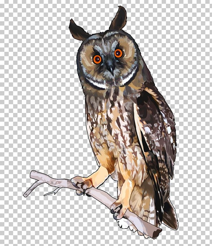 Long-eared Owl Infographic Little Owl Feather PNG, Clipart, Animals, Asio, Beak, Bird, Bird Of Prey Free PNG Download