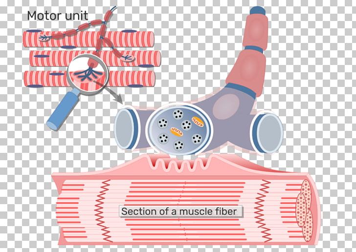 Neuromuscular Junction Motor Neuron Axon Skeletal Muscle Motor Unit PNG, Clipart, Axon, Brand, Endplate Potential, Line, Miscellaneous Free PNG Download