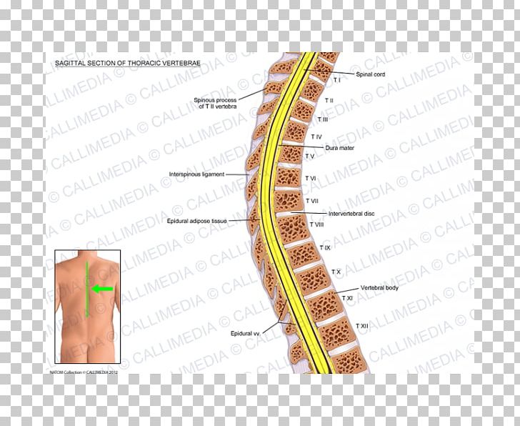 Sagittal Plane Vertebral Column Anatomy Thoracic Vertebrae Rachis PNG, Clipart, Abdomen, Anatomy, Angle, Arm, Atlas Free PNG Download