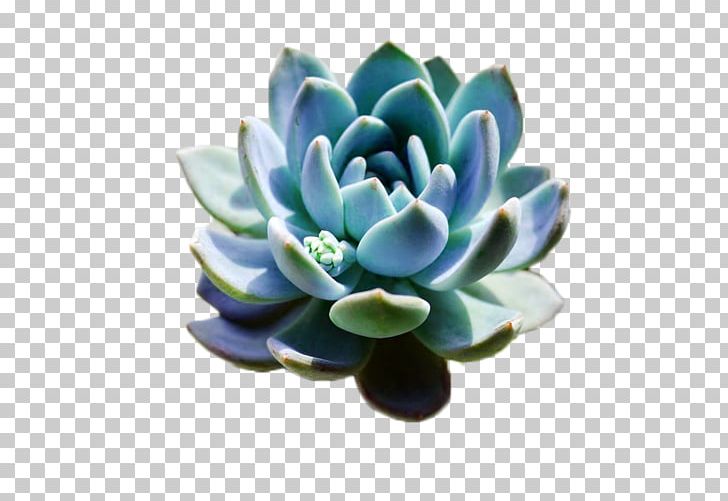 Succulent Plant Flowerpot Template PNG, Clipart, Artificial Flower, Bonsai, Download, Encapsulated Postscript, Fasciation Free PNG Download