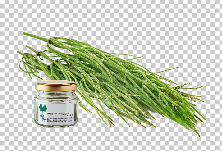 Green Bean Grasses Leaf Vegetable Ingredient Family PNG, Clipart, Family, Food, Grass, Grasses, Grass Family Free PNG Download