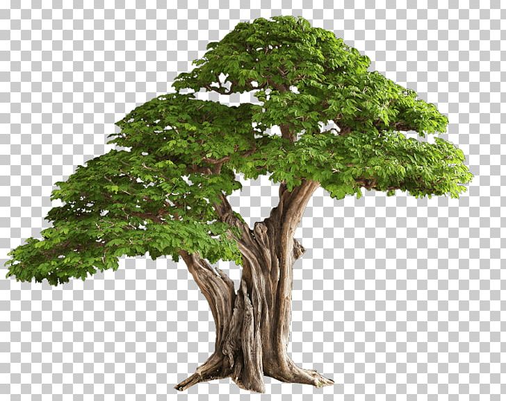 Tree Bonsai Branch Plant PNG, Clipart, Bonsai, Bonsai Tree, Branch, Branch Plant, Computer Icons Free PNG Download