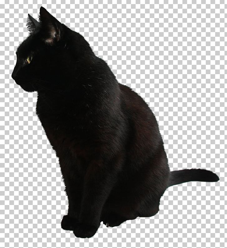 Cat PNG, Clipart, Animals, Asian, Black, Black Cat, Bombay Free PNG Download