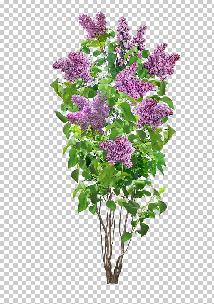 Common Lilac Flower Shrub Plant PNG, Clipart, Annual Plant, California Lilac, Common Lilac, Cut Flowers, Floral Design Free PNG Download