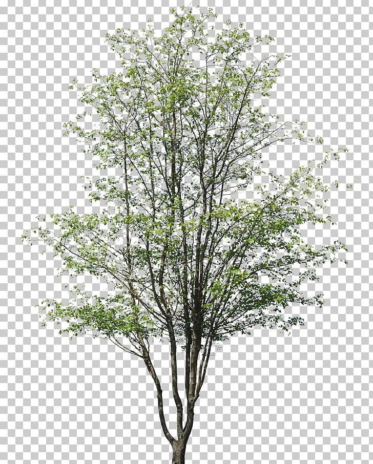 Architectural Drawing Architecture Building Tree PNG, Clipart, Architect, Architectural Drawing, Architectural Engineering, Architecture, Artlantis Free PNG Download