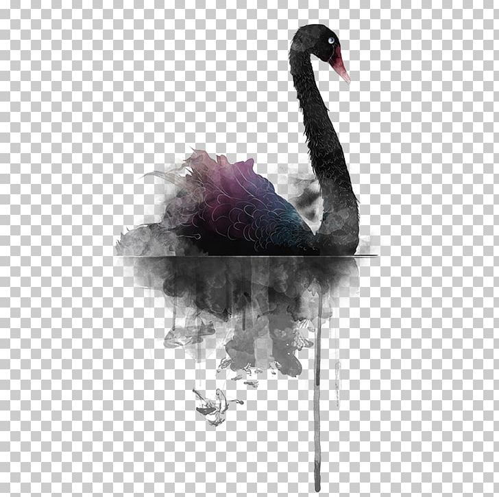 Black Swan PNG, Clipart, Animals, Background Black, Beak, Bird, Black Free PNG Download