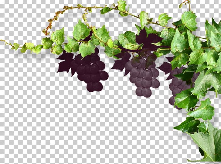 Common Grape Vine Wine PNG, Clipart, Computer Numerical Control, Download, Flower, Flowerpot, Flower Vine Free PNG Download