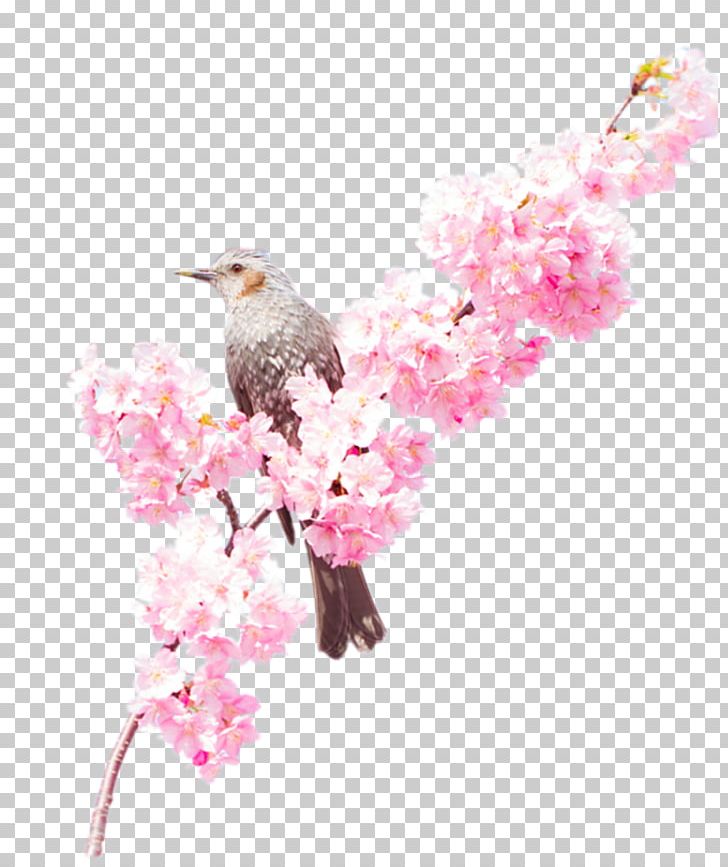 Tree Branch Poster Branch PNG, Clipart, Beak, Bird, Bird Cage, Birds, Bloom Free PNG Download