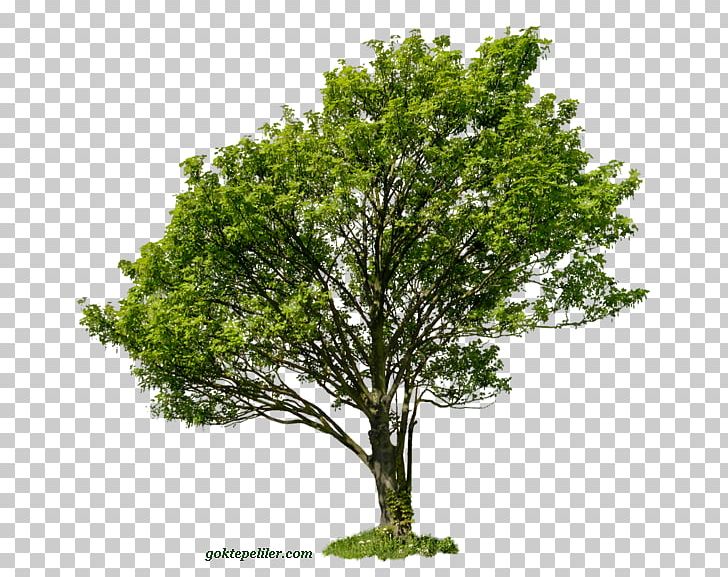 Tree Branch PNG, Clipart, Branch, Download, Drawing, Evergreen, Information Free PNG Download