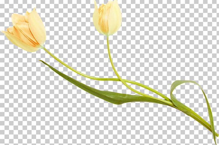 Tulip Petal Plant Stem Bud PNG, Clipart, Aime, Bisou, Bud, Flower, Flowering Plant Free PNG Download