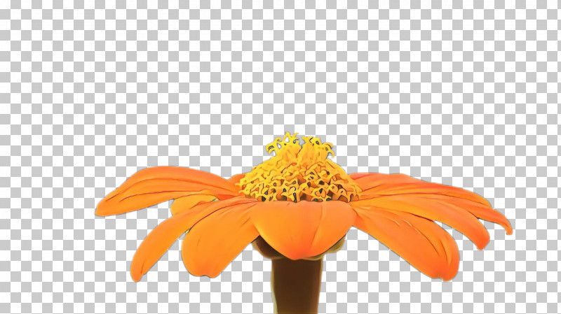 Orange PNG, Clipart, Barberton Daisy, Cut Flowers, Flower, Gerbera, Orange Free PNG Download