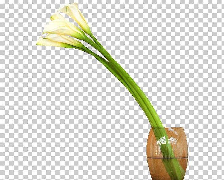 Allium Fistulosum Welsh Cuisine Arum-lily Flower Plant Stem PNG, Clipart, Allium, Allium Fistulosum, Arumlily, Cicek, Cicek Resimleri Free PNG Download