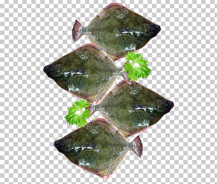 Flatfish Flounder Demersal Fish Sole PNG, Clipart, Cod, Deep Sea, Demersal Fish, Fish, Flatfish Free PNG Download