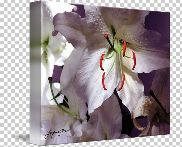Floral Design Flowering Plant PNG, Clipart, Art, Blossom, Casa Jonas, Flora, Floral Design Free PNG Download