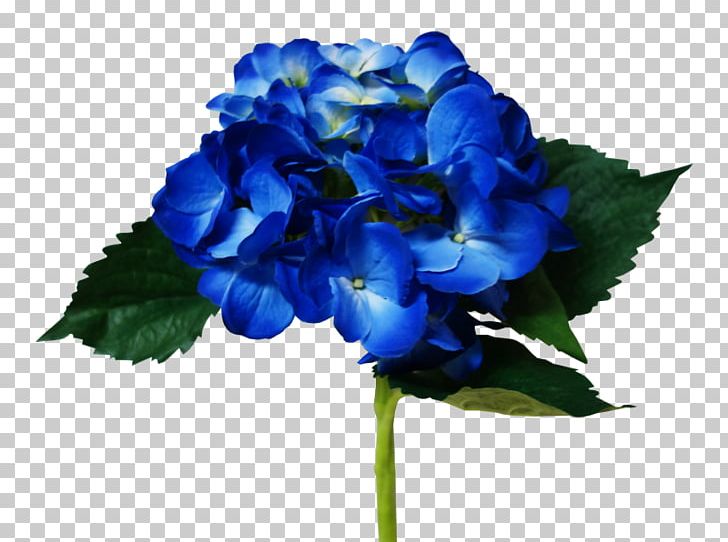 Hydrangea Cut Flowers Petal Annual Plant Herbaceous Plant PNG, Clipart, Annual Plant, Blue, Blue Hydrangea, Cornales, Cut Flowers Free PNG Download