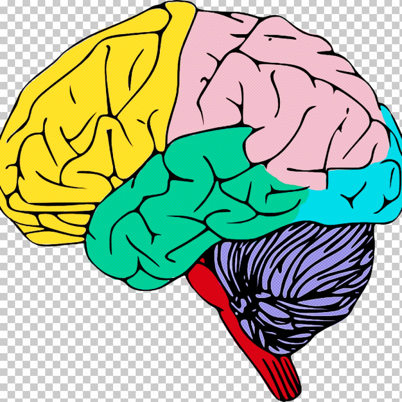 Human Brain Line Art Brain Human Drawing PNG, Clipart, Brain, Drawing, Grayscale, Human, Human Brain Free PNG Download