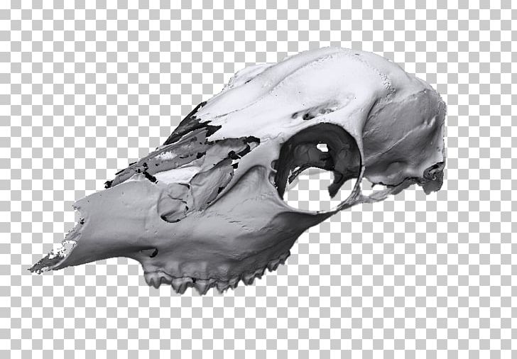 3D Scanner Skull Scanner PNG, Clipart, 3d Computer Graphics, 3d Scanner, Animal, Bank, Bone Free PNG Download