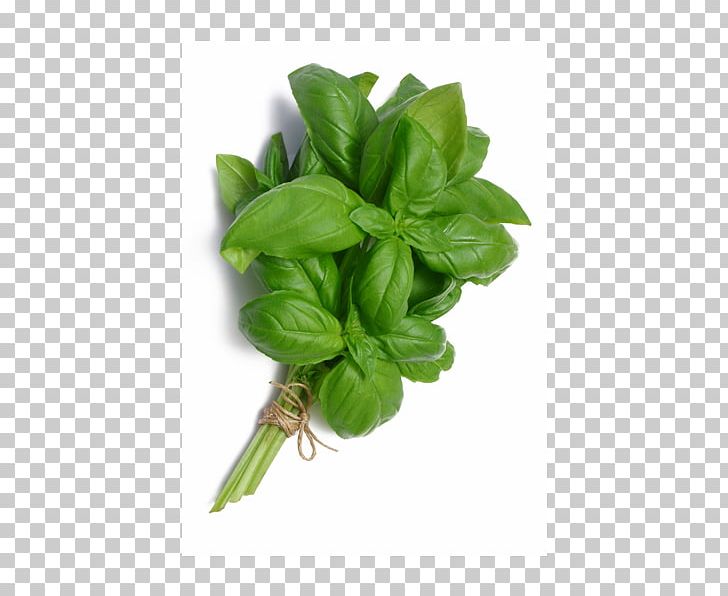 Basil Pizza Syrup Herbal Tea PNG, Clipart, Agave Nectar, Basil, Bunch, Cafe, Certified Free PNG Download