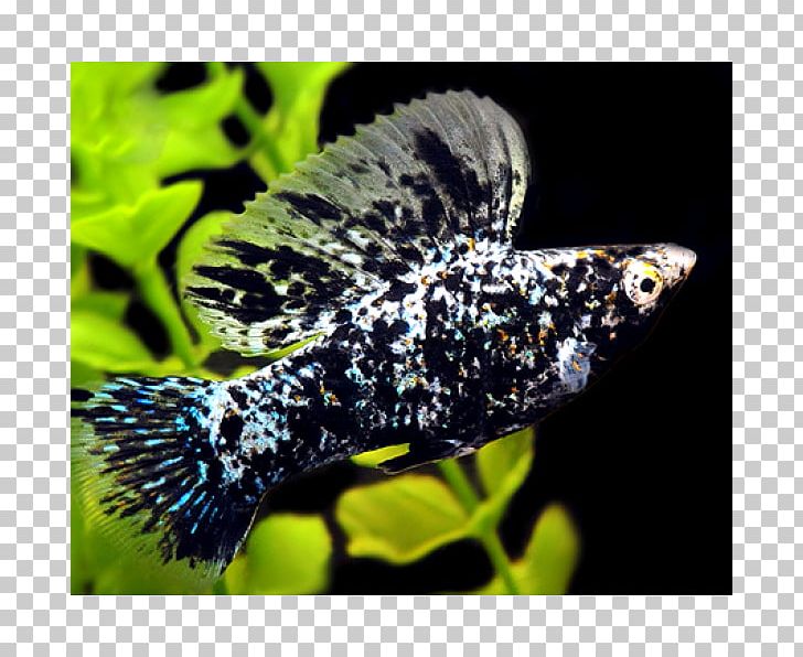 Common Molly Sailfin Molly Guppy Tropical Fish Aquarium PNG, Clipart, Animals, Aquarium, Aquariums, Butterfly, Common Molly Free PNG Download