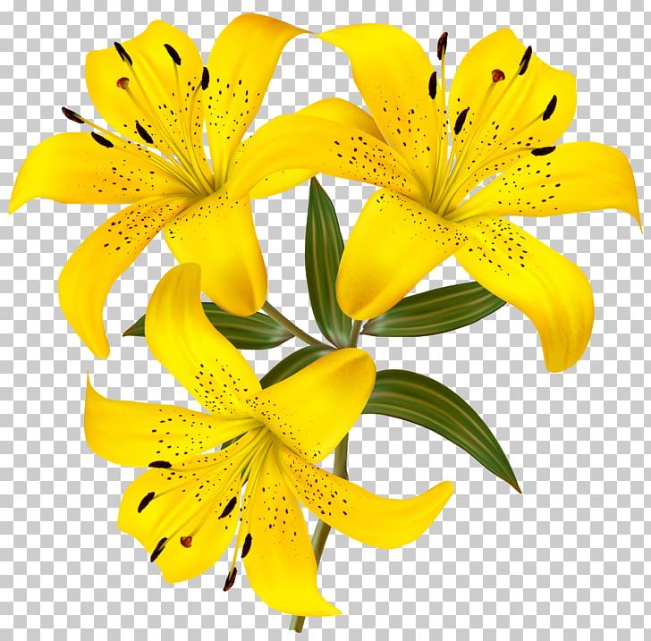 Lilium Yellow Flower Hemerocallis Fulva PNG, Clipart, Alstroemeriaceae, Arumlily, Calla Lily, Clipart, Clip Art Free PNG Download