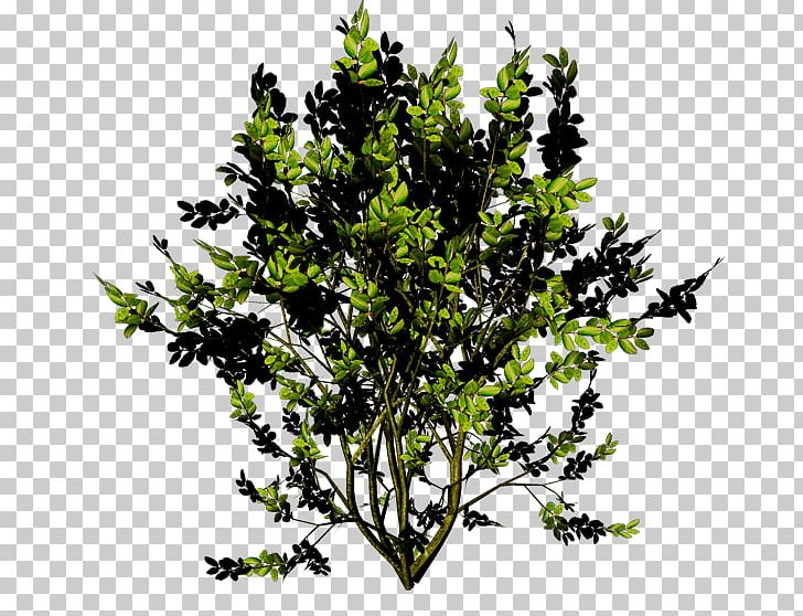 Twig Shrub Leaf PNG, Clipart, Azzedine Alaia, Branch, Bush, Grass, Leaf Free PNG Download