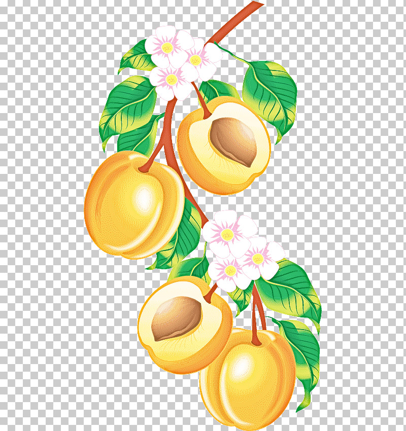 Plant Tree Flower Fruit PNG, Clipart, Flower, Fruit, Plant, Tree Free PNG Download