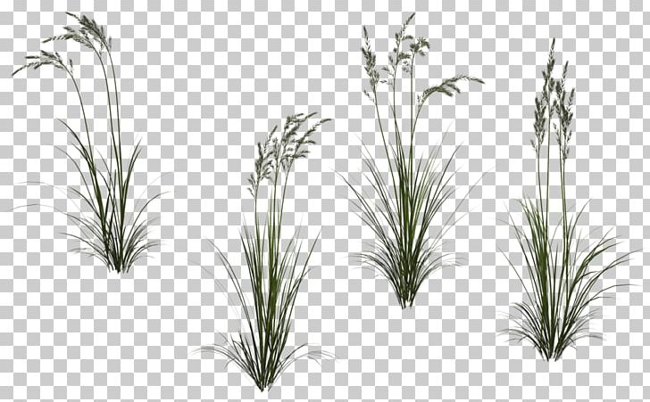 Grasses Plant PNG, Clipart, Commodity, Deviantart, Digital Art, Download, Flower Free PNG Download