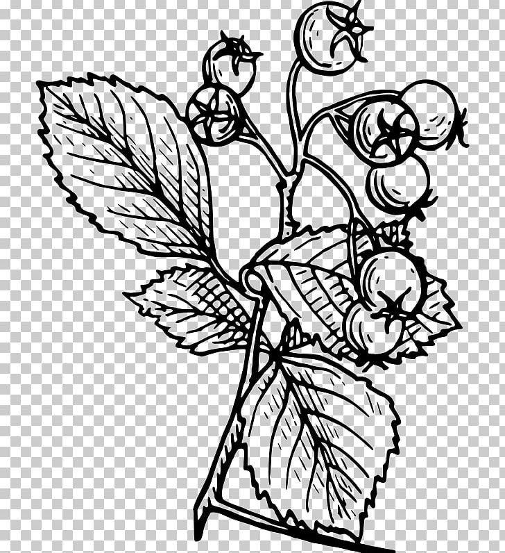 Hawthorn Drawing Tree PNG, Clipart, Art, Artwork, Bird, Black And White, Branch Free PNG Download