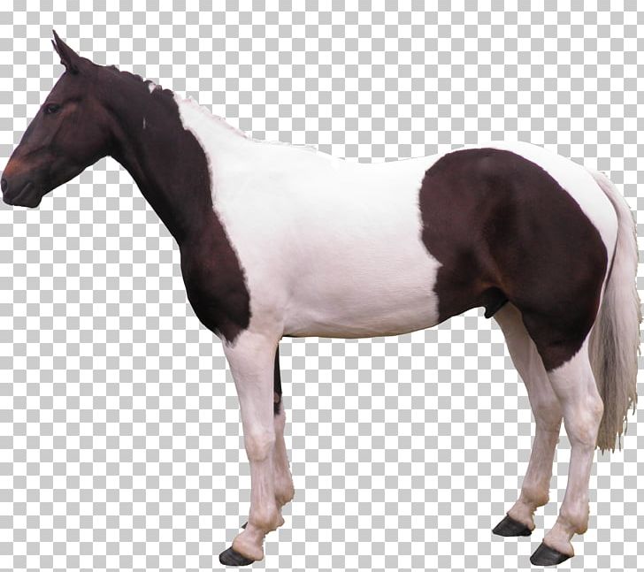 Mare Horse Pony Stallion Rein PNG, Clipart, Animals, Bridle, Colt, Halter, Horse Free PNG Download