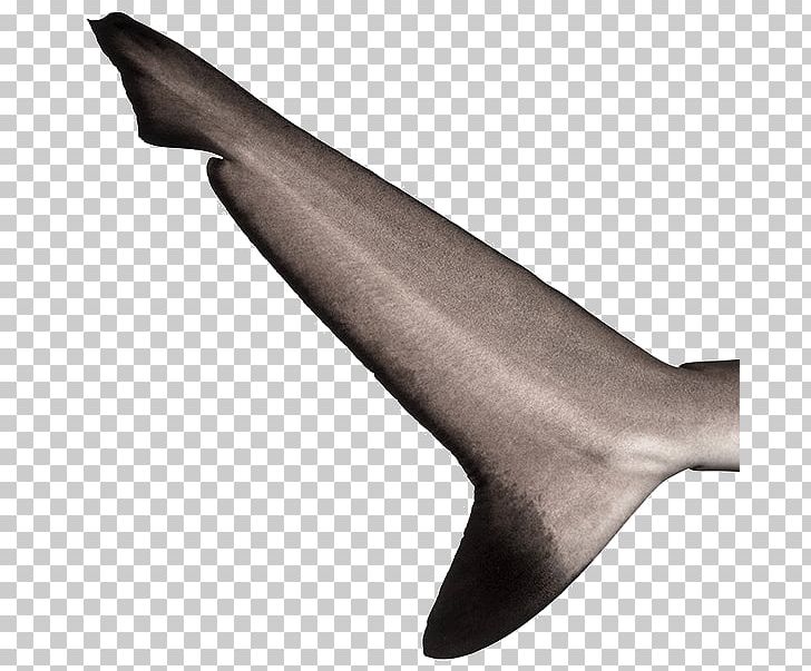 Shark Fin Soup Sea Lion Tail Fish Thresher Shark PNG, Clipart, Animals, Cartilaginous Fish, Chondrichthyes, Dolphin, Fin Free PNG Download