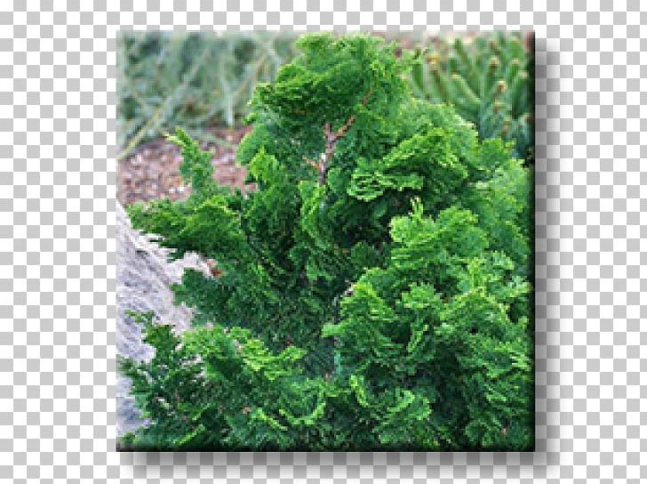 Arborvitae Evergreen Oriental Arbor-vitae Shrub Fir PNG, Clipart,  Free PNG Download