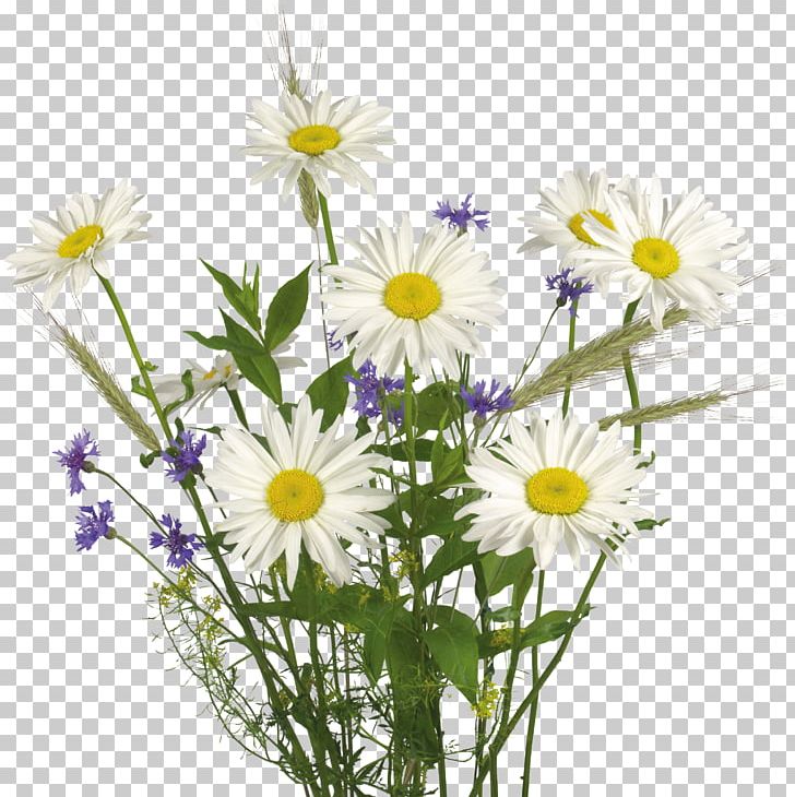 Flower PNG, Clipart, Annual Plant, Aster, Camomile, Chamaemelum Nobile, Chrysanths Free PNG Download
