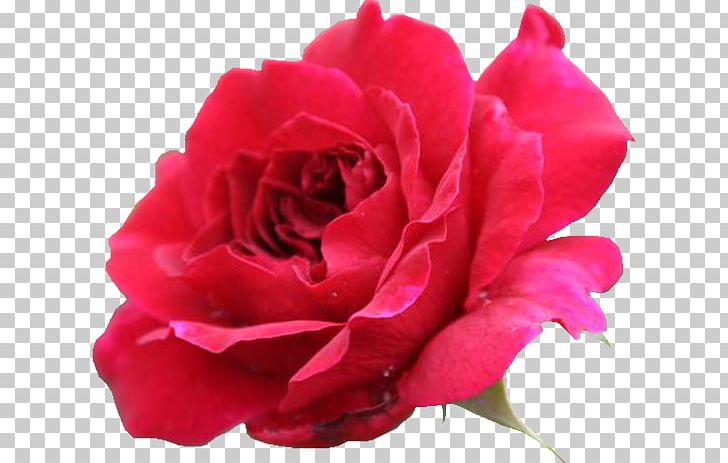 Garden Roses Flower Cabbage Rose PNG, Clipart, Annual Plant, China Rose, Closeup, Cut Flowers, Desktop Wallpaper Free PNG Download
