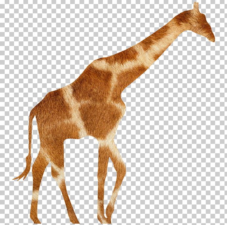 Giraffe Antelope Animal Wildlife Fauna PNG, Clipart, Animal, Animal Figure, Animals, Antelope, Fauna Free PNG Download