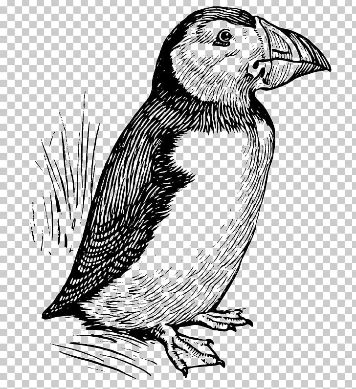 Atlantic Puffin The Puffin Line Art PNG, Clipart, Art, Artwork, Atlantic Puffin, Beak, Bird Free PNG Download