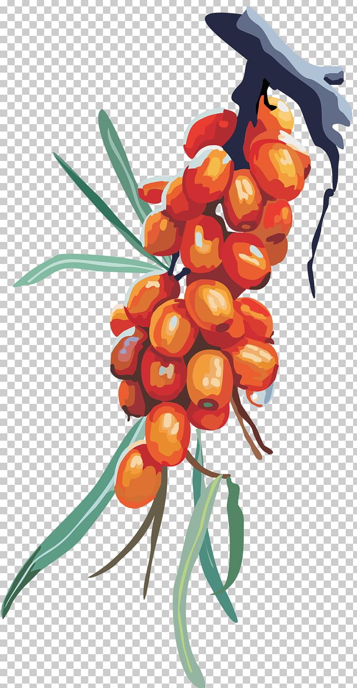 Fruit Sea Buckthorns Jujube PNG, Clipart, Berry, Branch, Computer Icons, Date Palm, Flower Free PNG Download