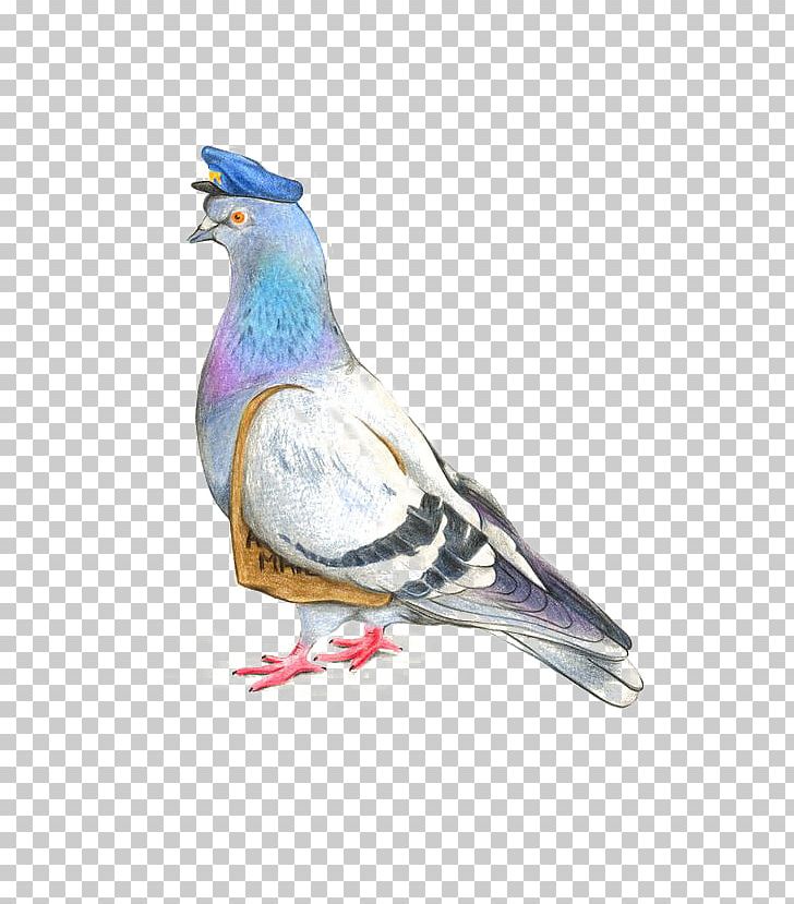 Homing Pigeon Columbidae Drawing Watercolor Painting Illustration PNG, Clipart, Animals, Architectural, Beak, Bird, Buckle Free PNG Download