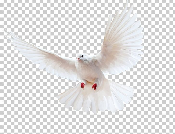 Columbidae Bird Homing Pigeon Doves As Symbols Release Dove PNG, Clipart, Animals, Beak, Bird, Columbidae, Domestic Pigeon Free PNG Download