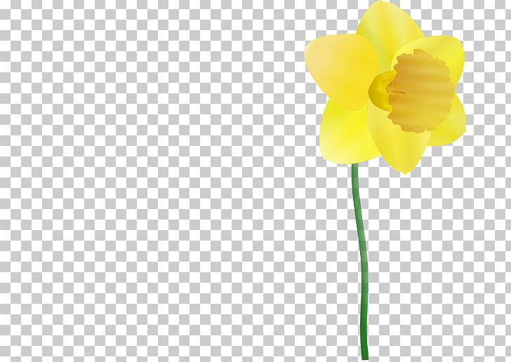 Daffodil Free Content PNG, Clipart, Amaryllis Family, Blog, Computer Icons, Cut Flowers, Daffodil Free PNG Download